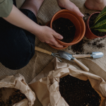 A woman planting a leafy plant in a tub