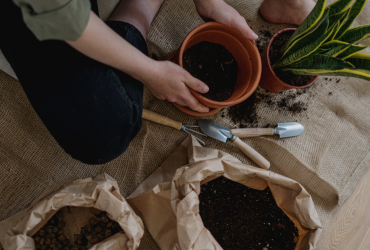 A woman planting a leafy plant in a tub